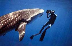 Swim with the Whale Sharks at Isla Holbox