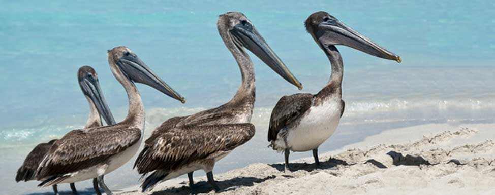 Playa Del Carmen, Cancun and Puerto Morelos all have many Brown Pelicans.